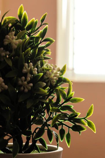 Close-up of a vibrant tropical indoor plant in a handcrafted artistic pot, highlighted by soft natural light.