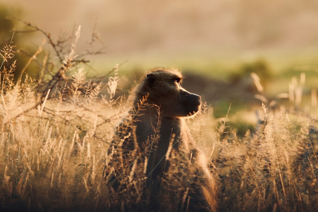 travelers stories about Wildlife in Kruger National Park, South Africa