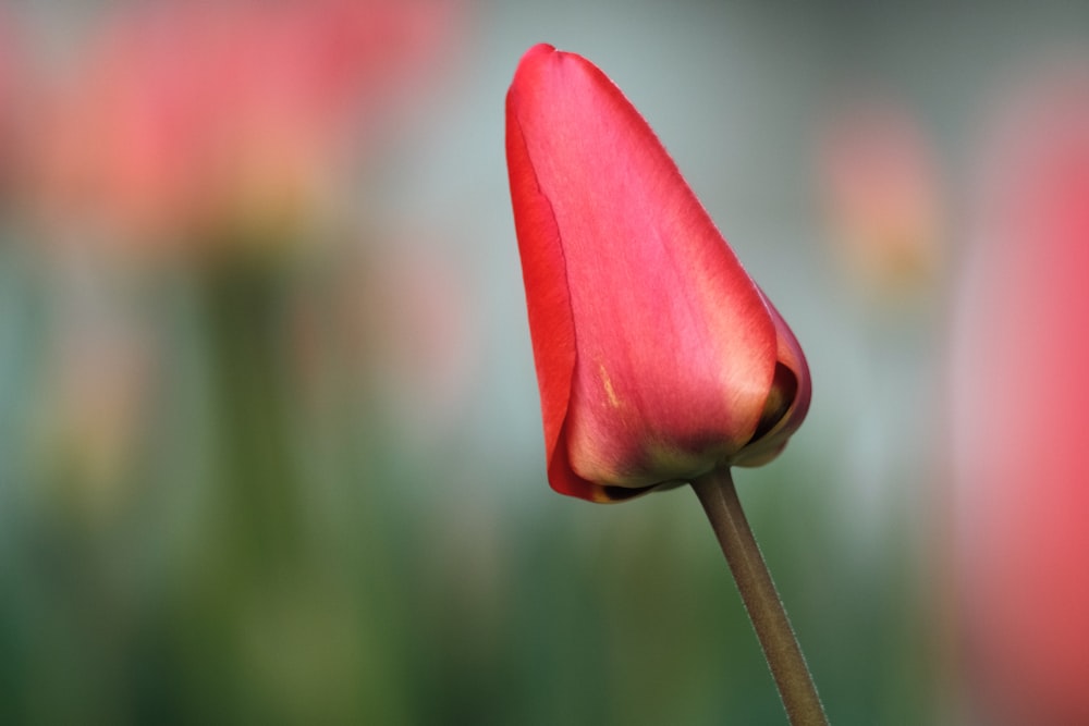 pink tulip in bloom during daytime