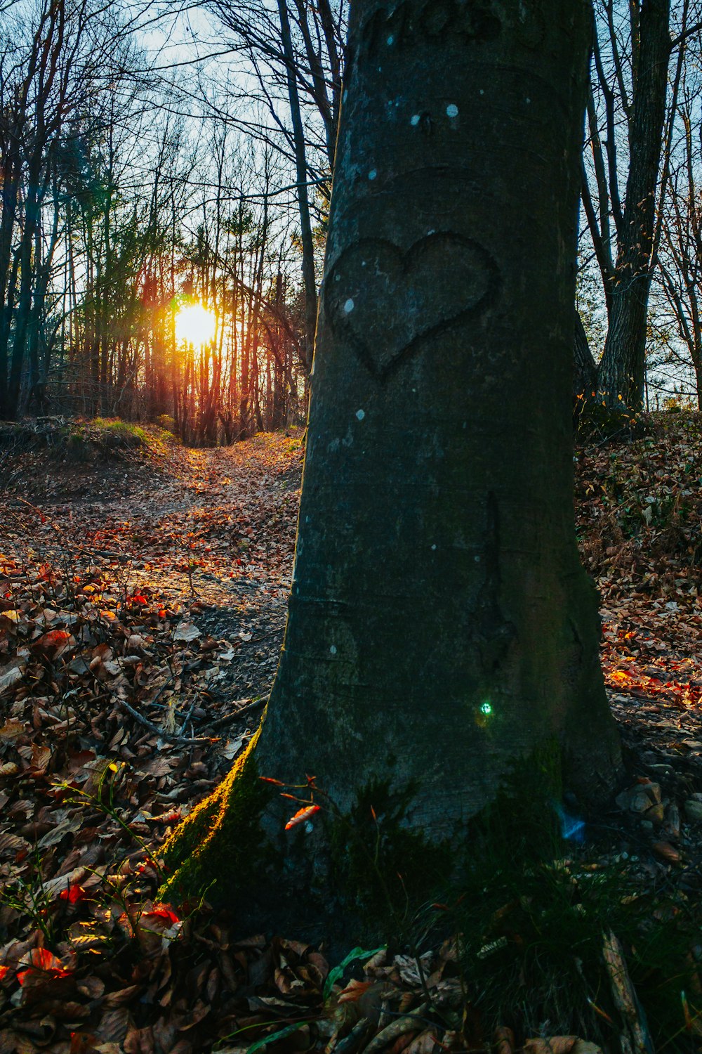 Brauner Baumstamm auf braunen getrockneten Blättern bei Sonnenuntergang