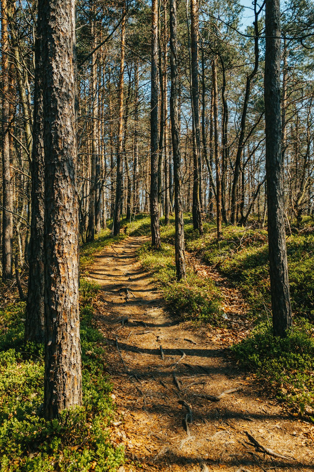 brown trees on brown soil