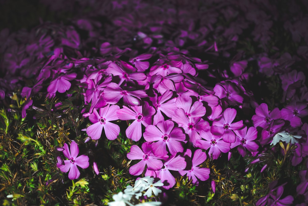 purple flowers with green leaves