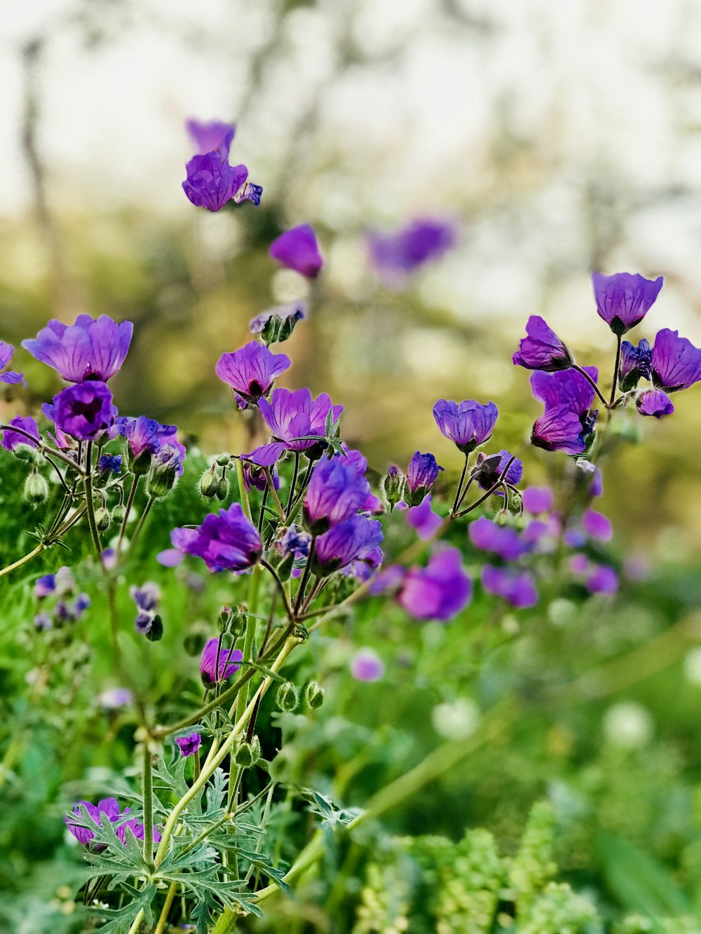 purple flowers in tilt shift lens