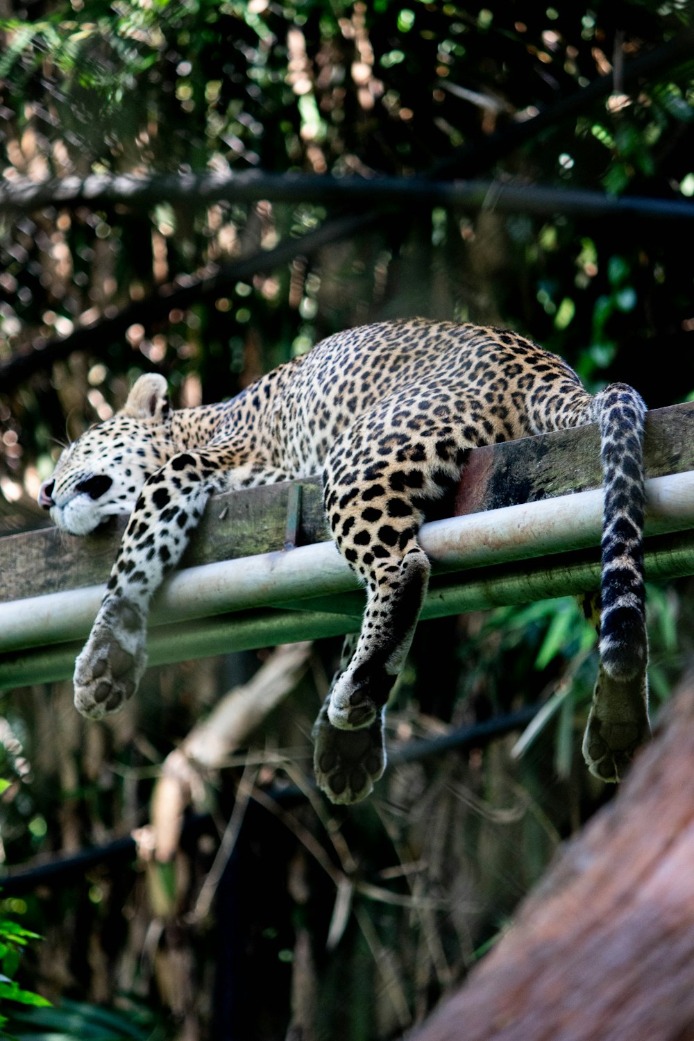 leopard on green wooden fence during daytime