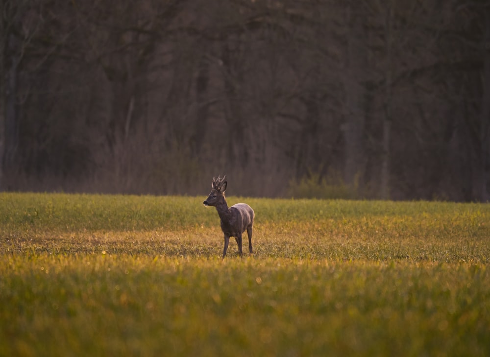 brown deer on green grass field