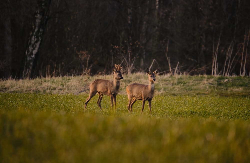 brown deer on green grass field during daytime