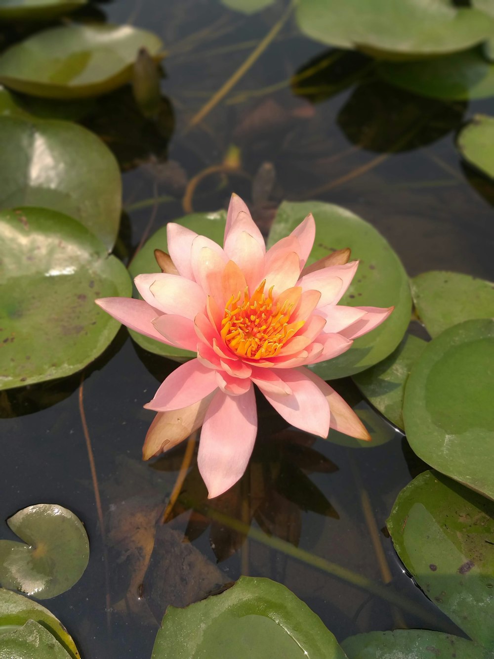 pink lotus flower on water