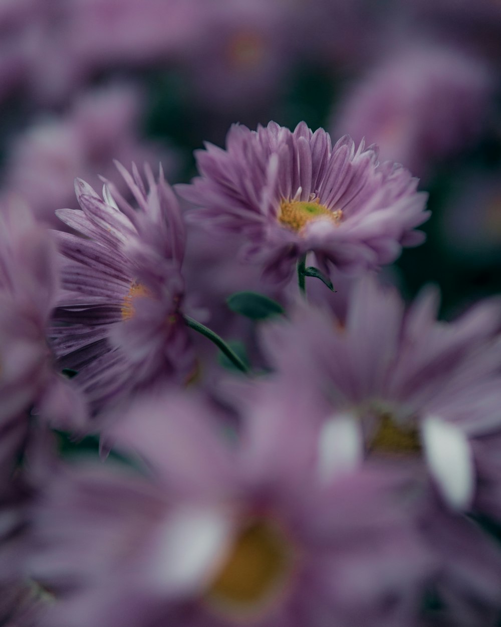 purple and white flower in tilt shift lens