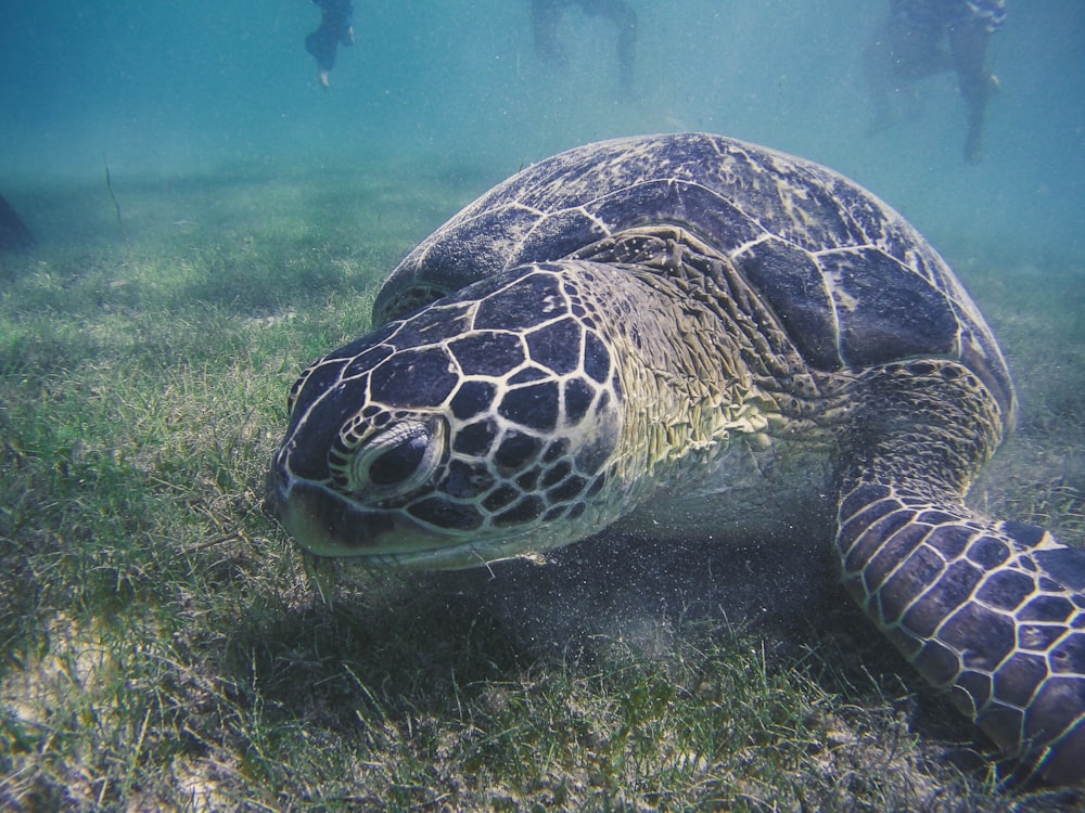 black and brown turtle under water