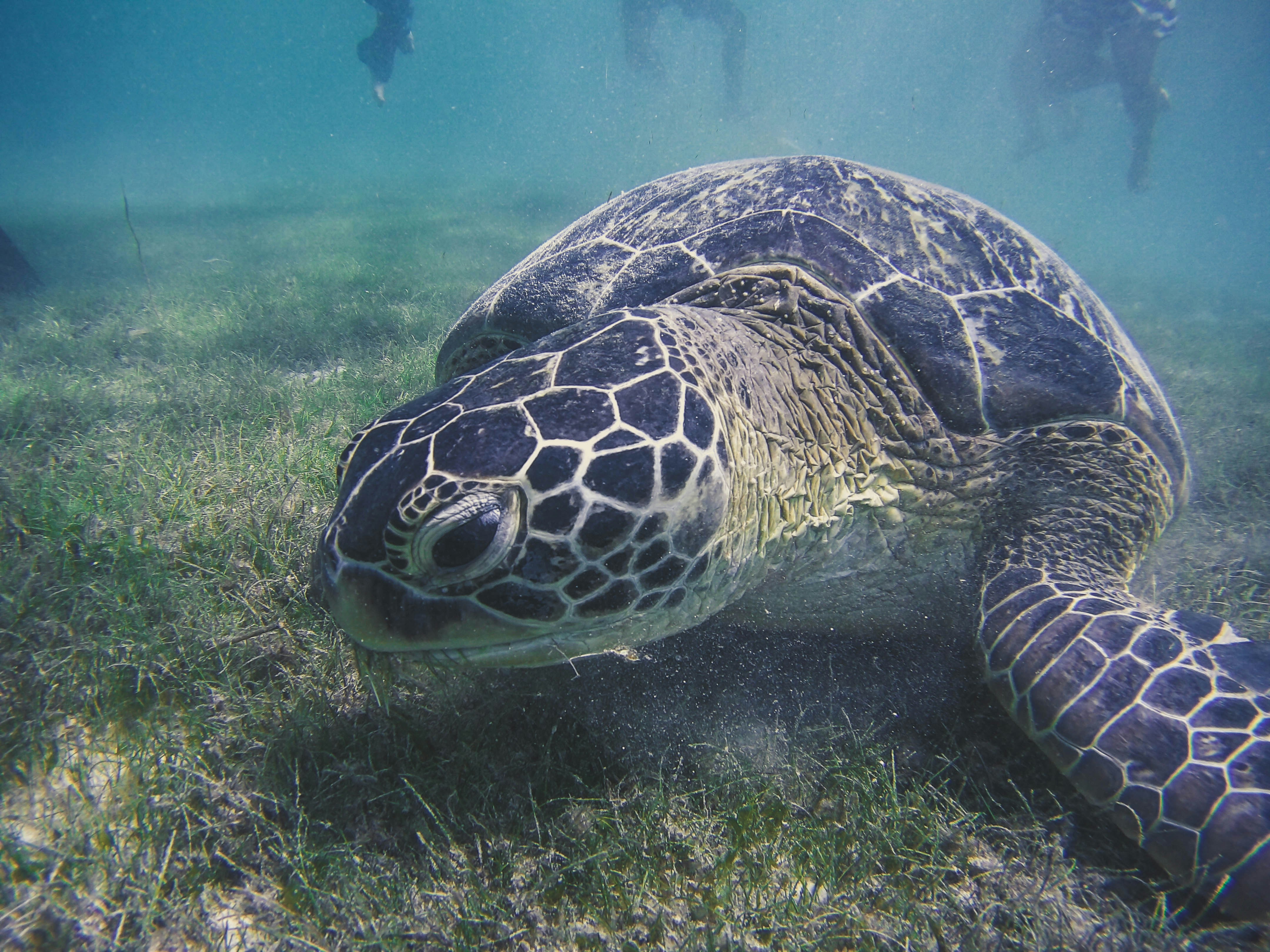 Sea turtle 