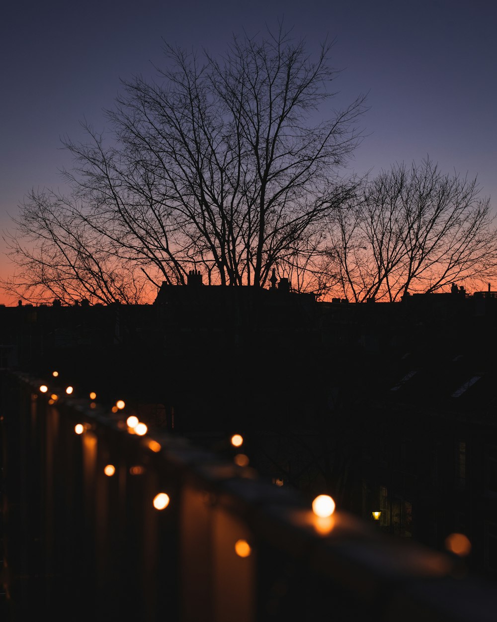 bare trees during night time