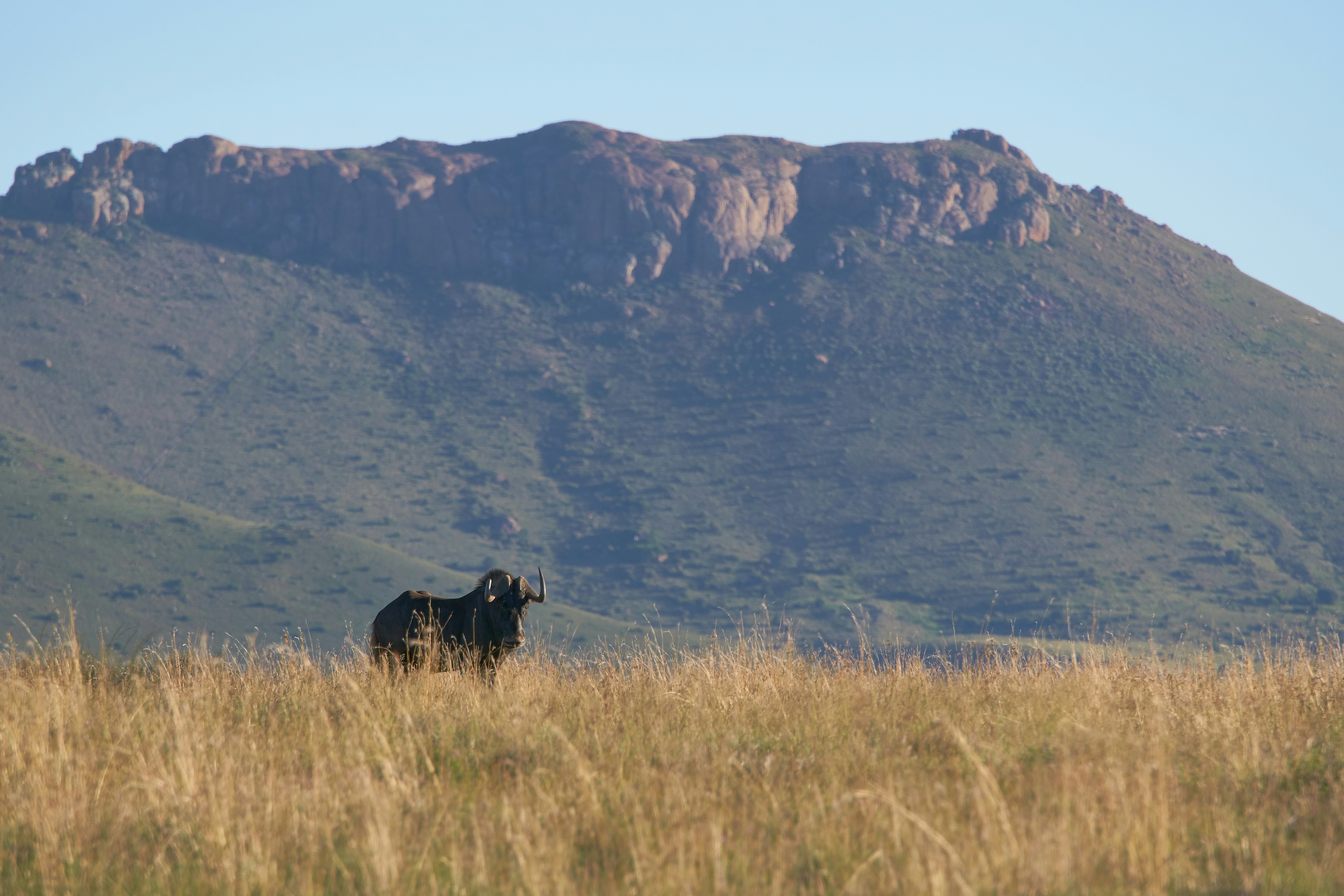 Photo by wolfgang_hasselmann