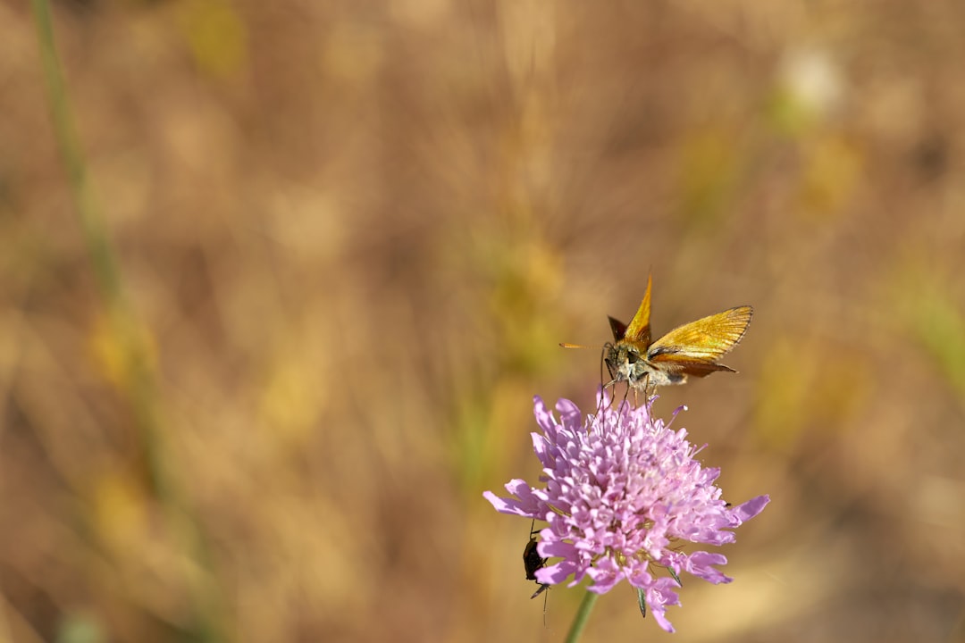 brown butterfly perched on purple flower in close up photography during daytime