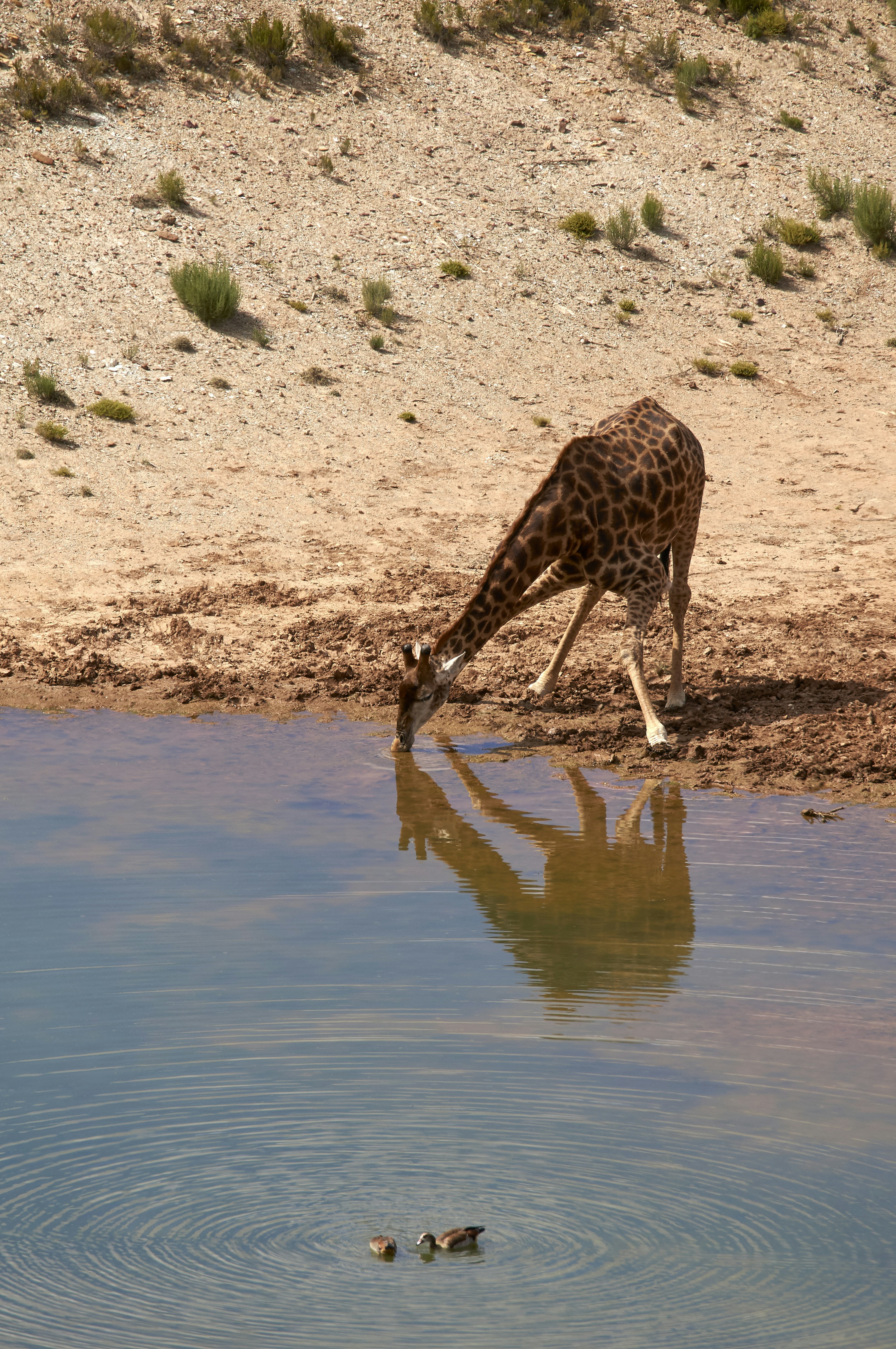 Photo by wolfgang_hasselmann