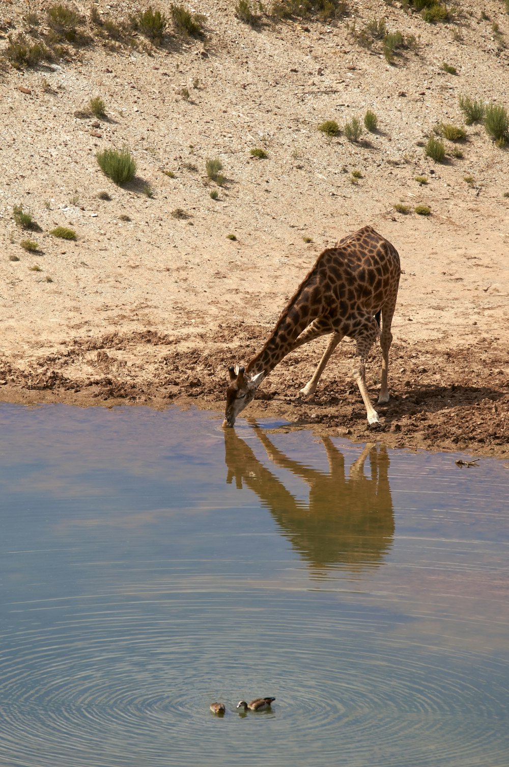 giraffe drinking water on lake during daytime