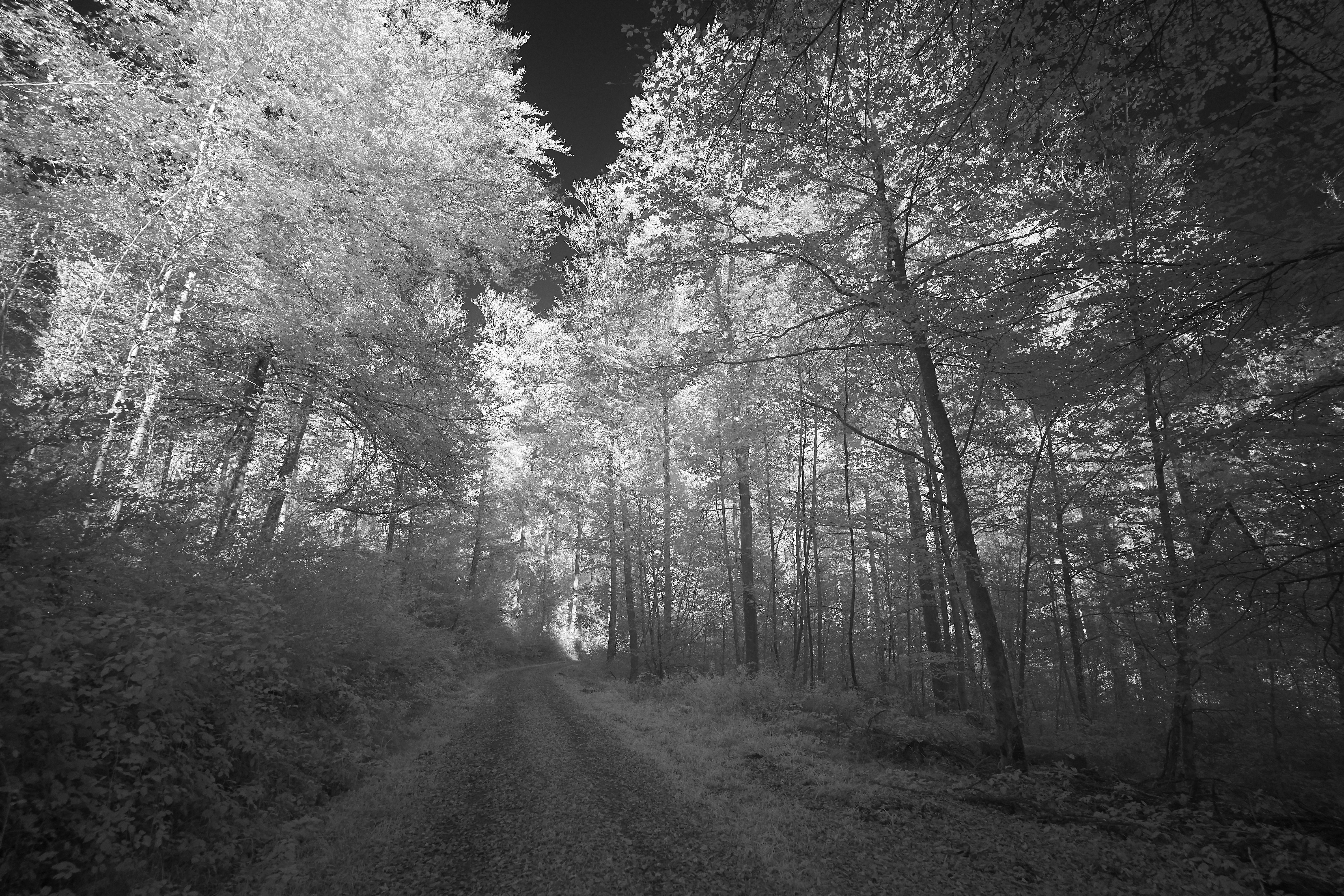 Photo by wolfgang_hasselmann