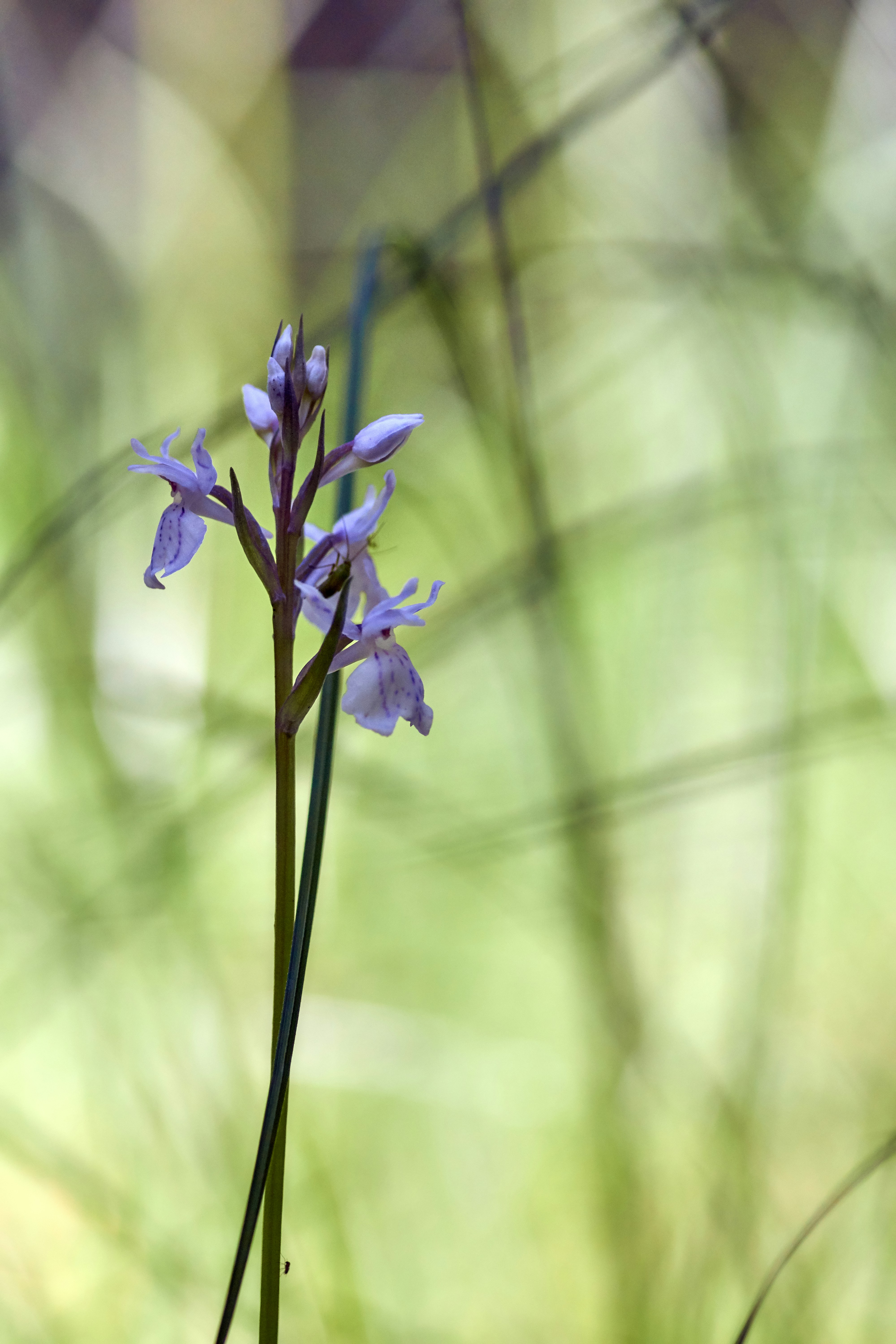 Photo by wolfgang_hasselmann