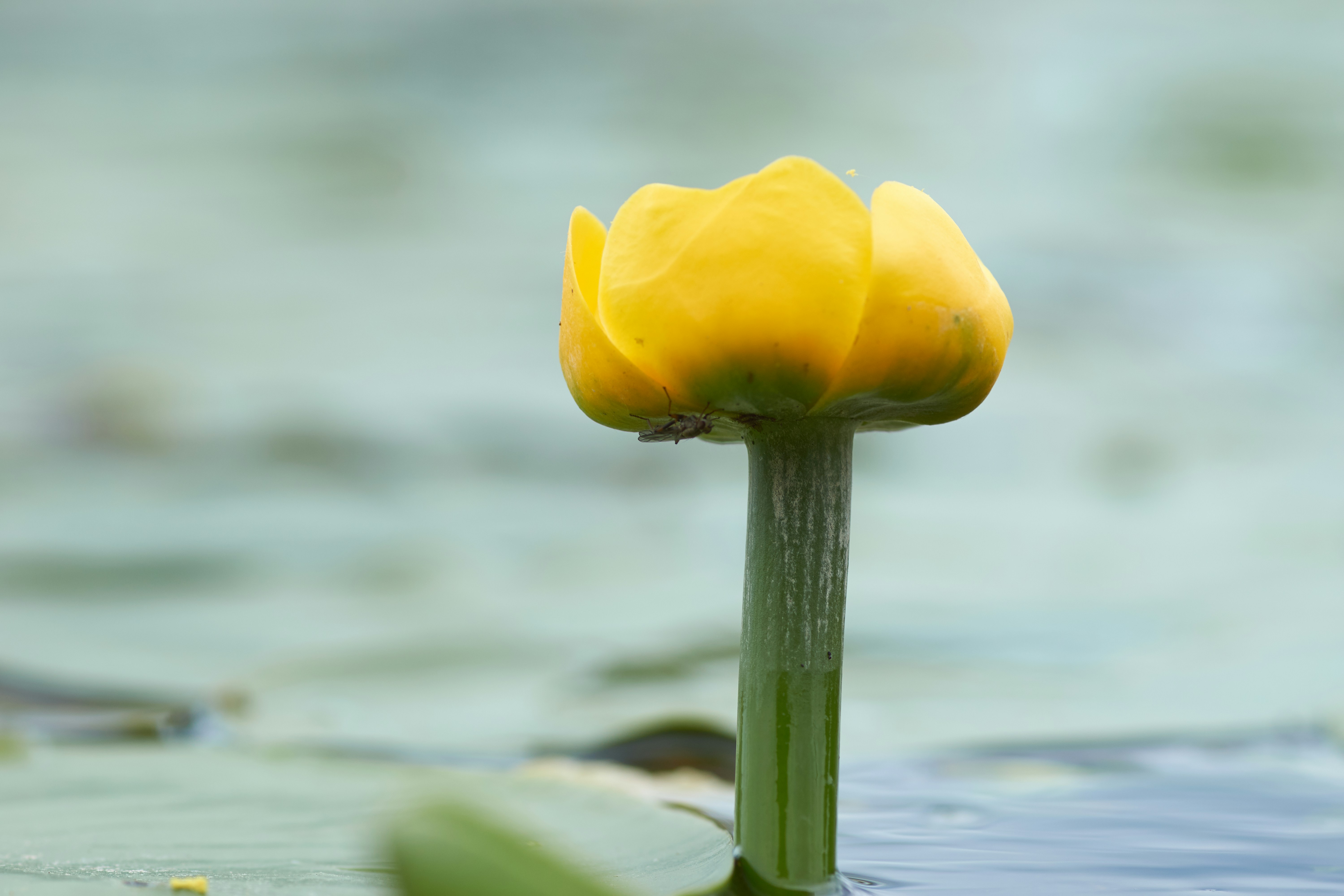 Photo by wolfgang_hasselmann