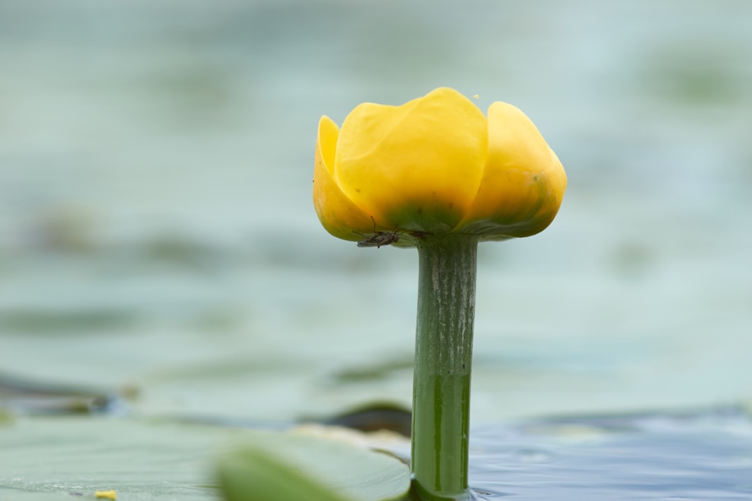 yellow flower on green stem