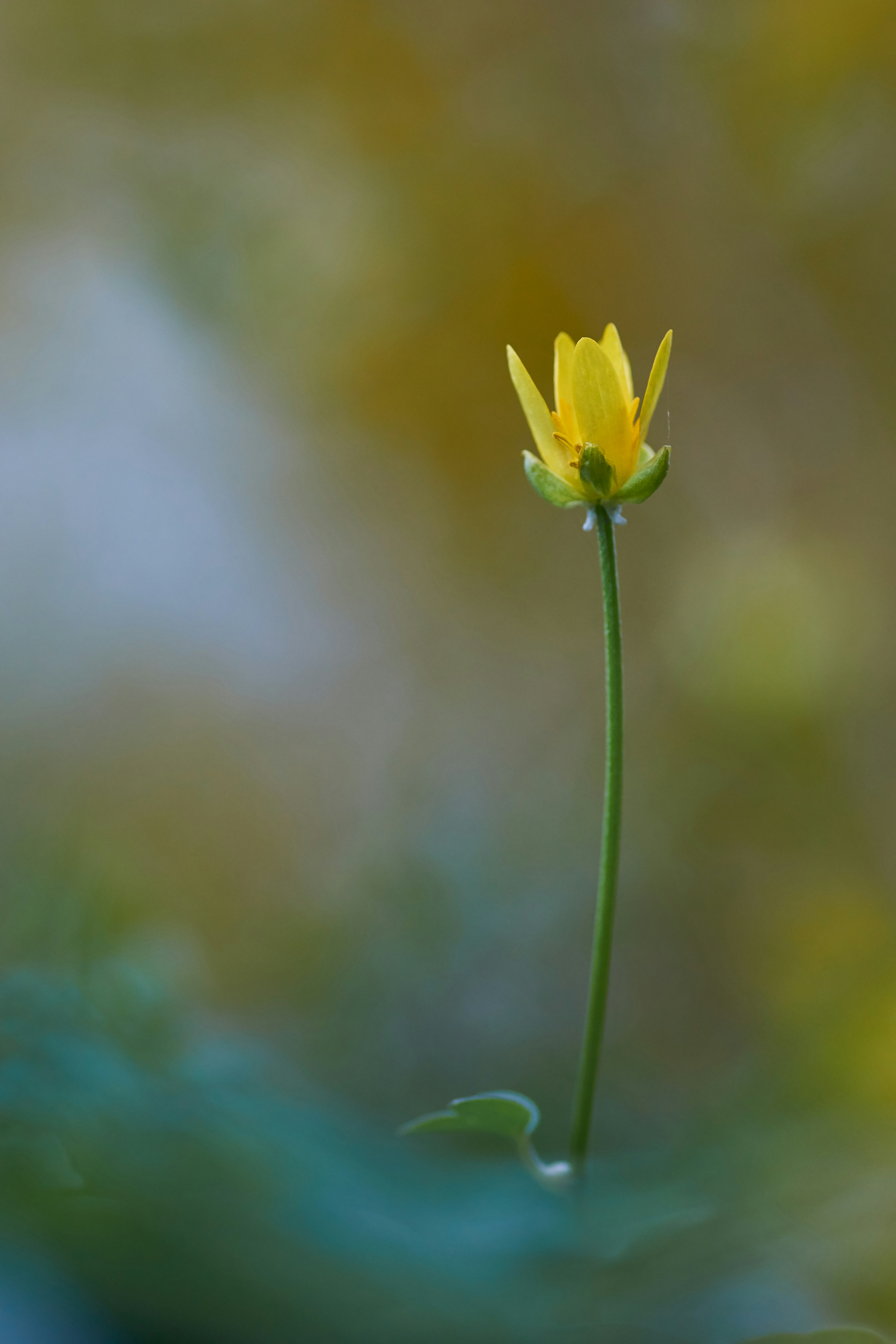 Photo by wolfgang_hasselmann