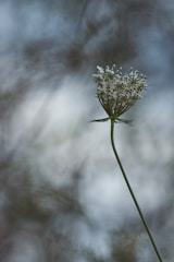 Delicate still life of a single flower against a charcoal grey backdrop.