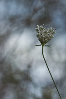 A serene outdoor scene with a single blooming flower against a blurred background, capturing quiet elegance.