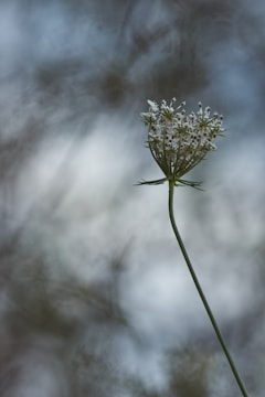 Delicate still life of a single flower against a charcoal grey backdrop.