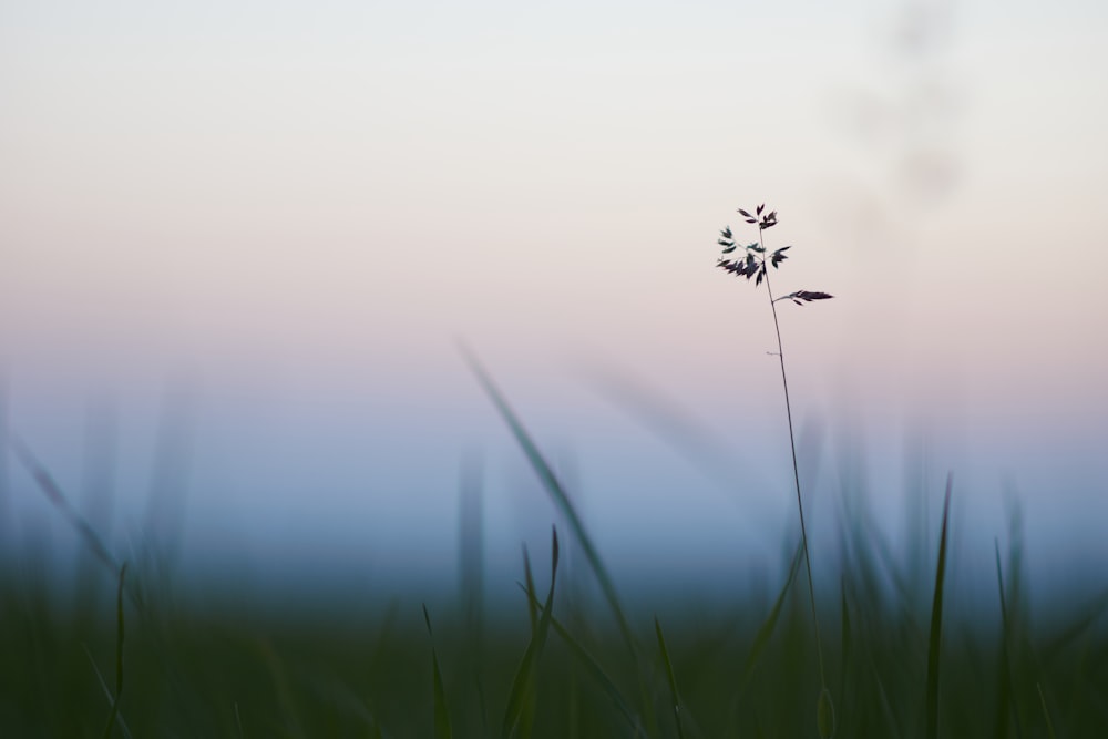 Schwarze und weiße Libelle tagsüber auf grünem Gras