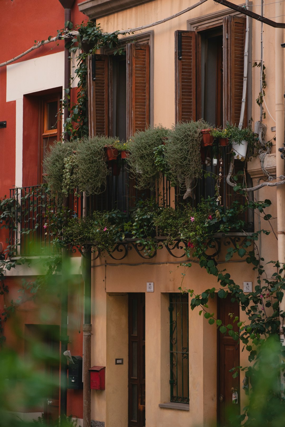 green and red plant on brown concrete building