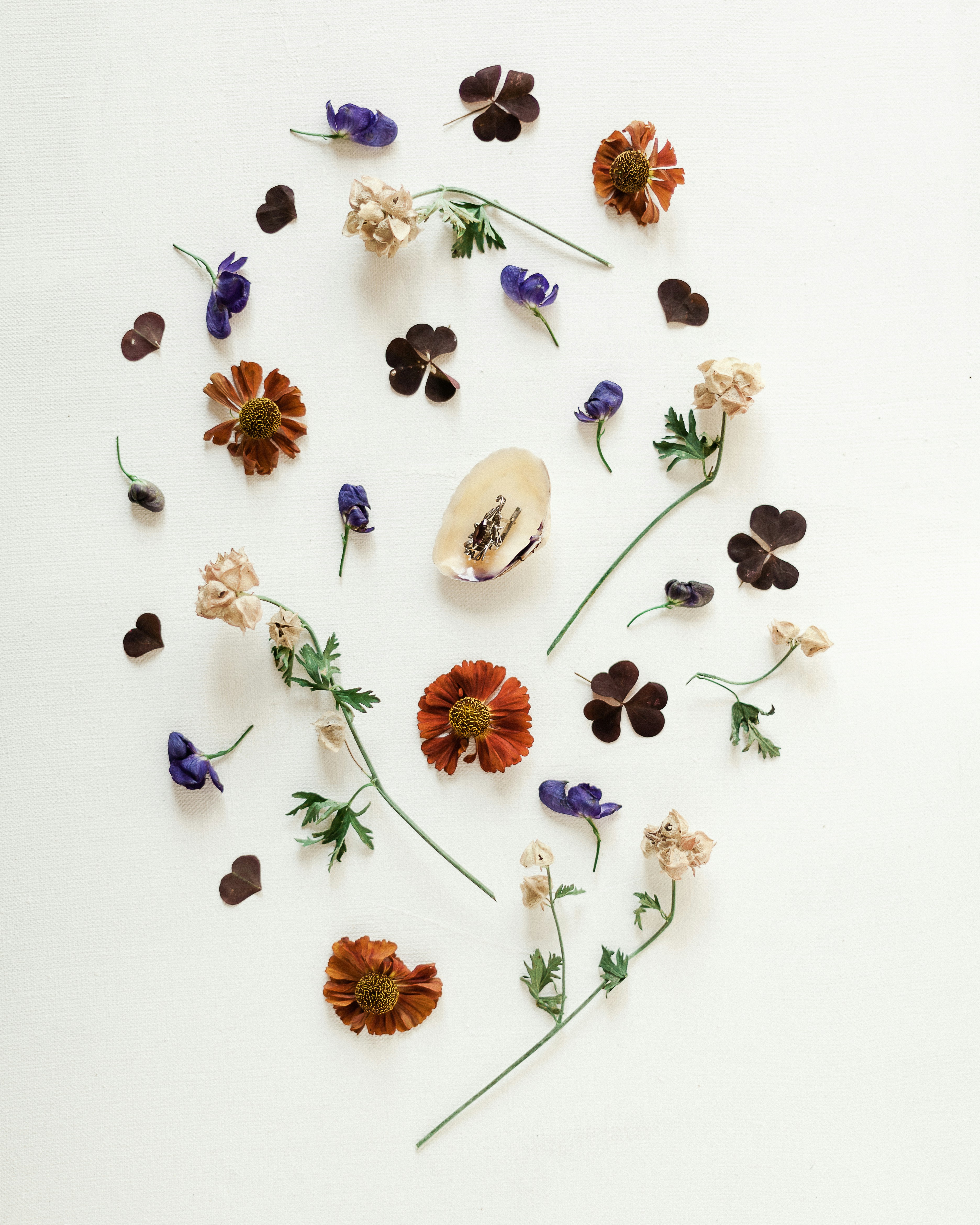 Exploring The Oxalate Content Of Medicinal Herbs