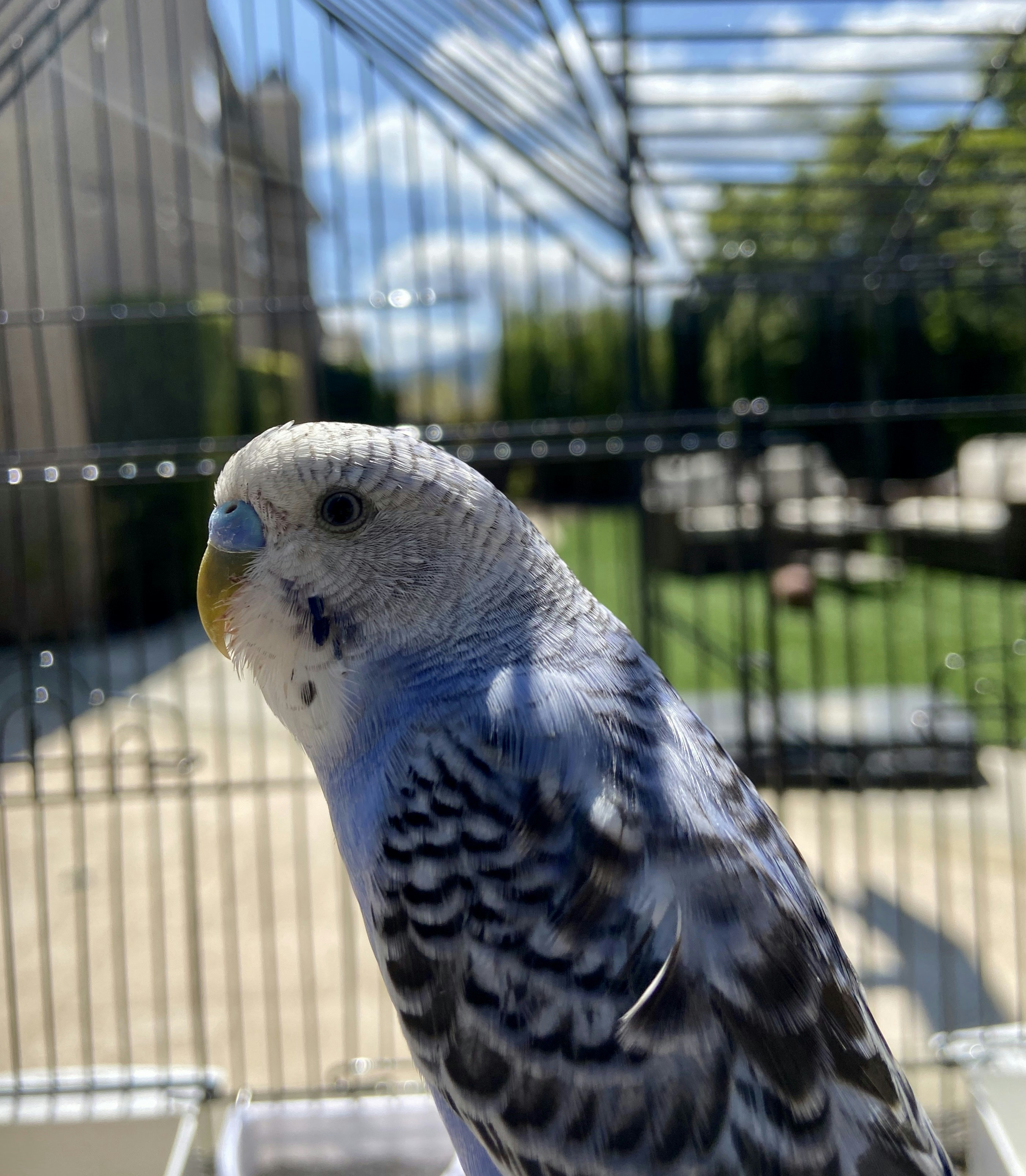 緑と黄色のインコ鳥の写真 Unsplashで見つける緑の無料写真