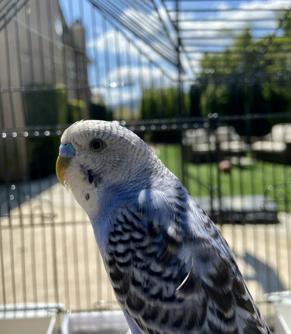 white and blue bird on cage