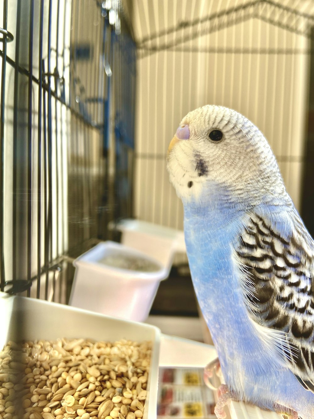 blue and white bird on brown wooden table