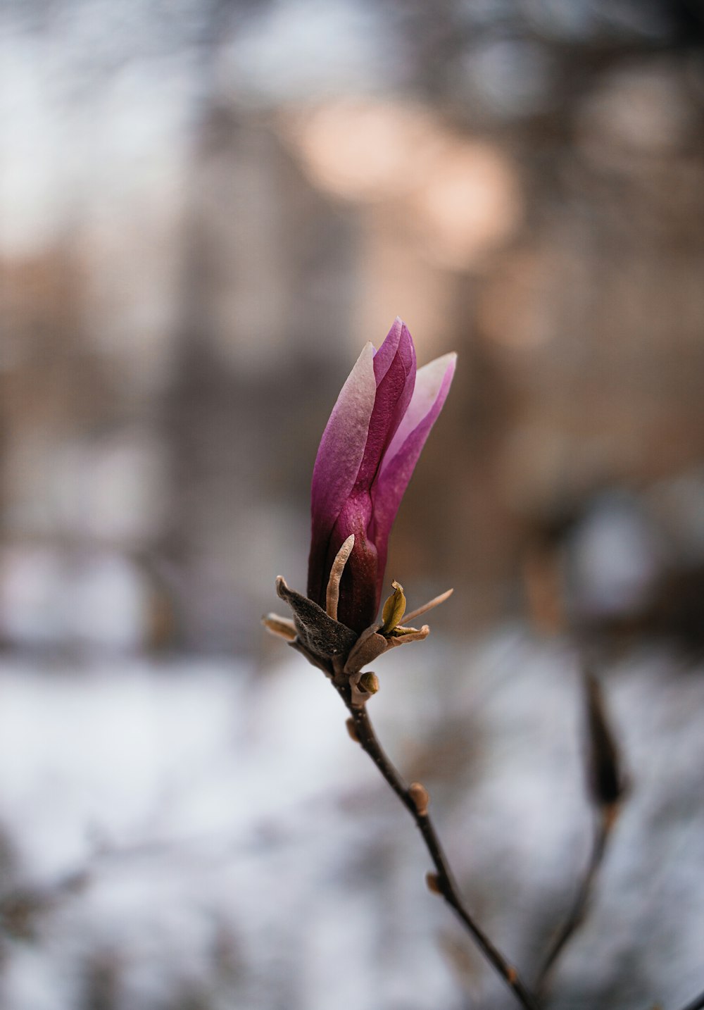 purple flower in tilt shift lens