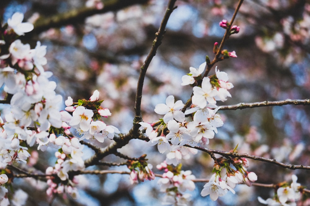 white cherry blossom in close up photography