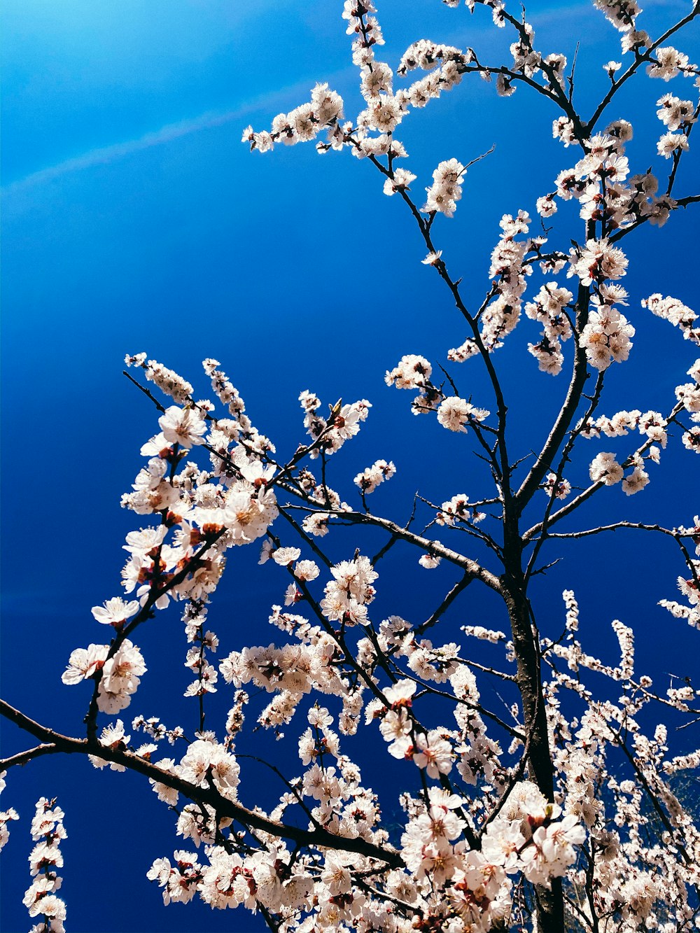 white cherry blossom under blue sky during daytime