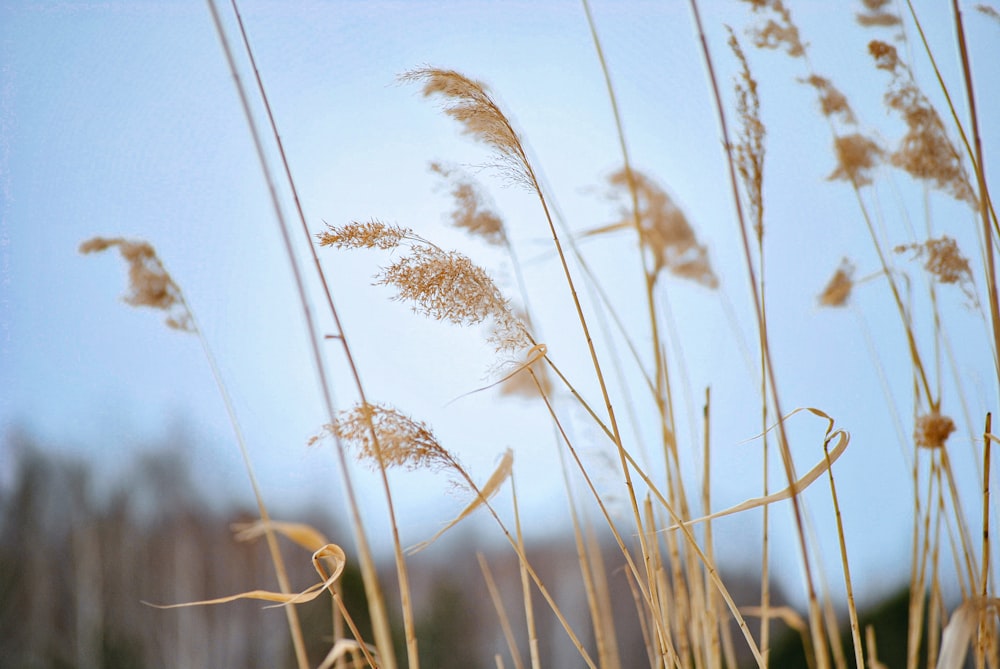 brown wheat field during daytime