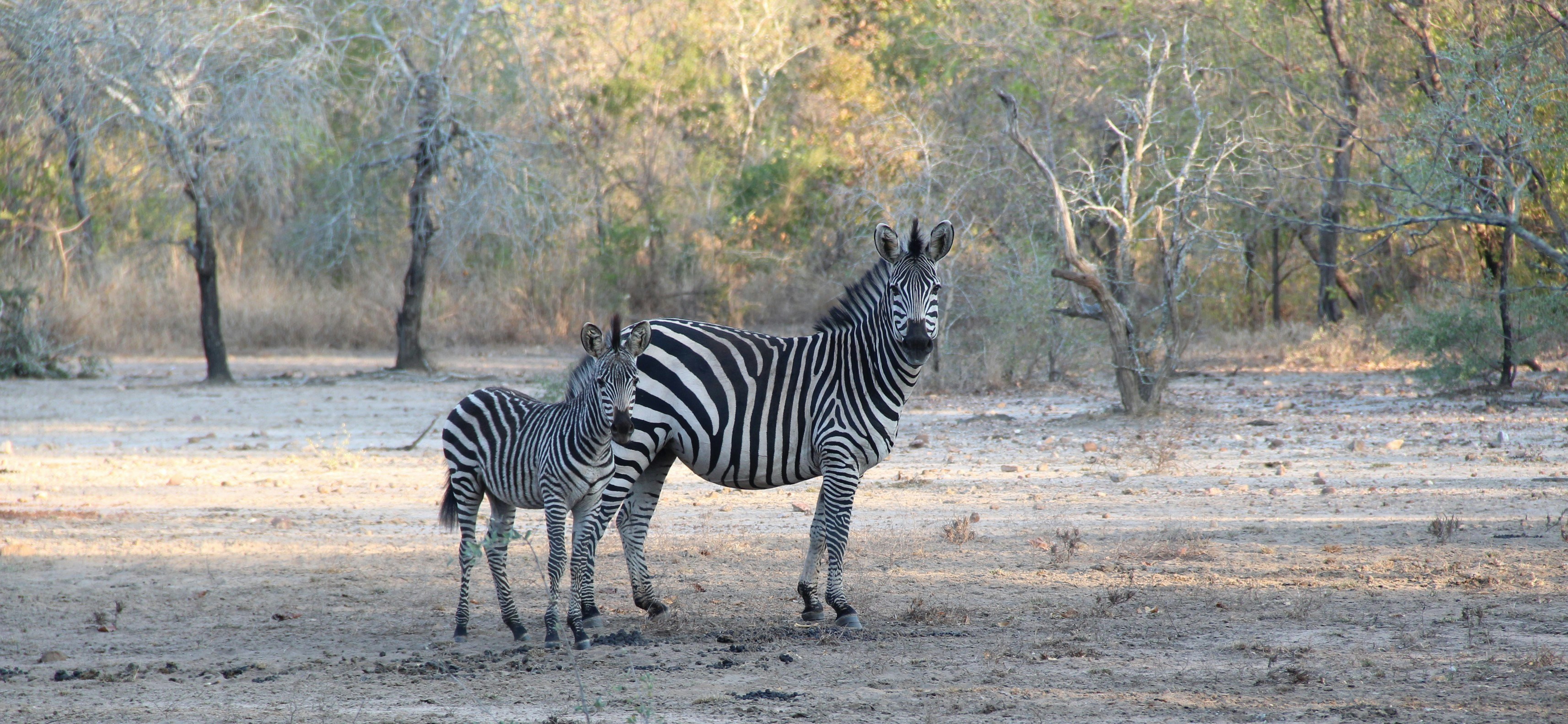 Photo by brunalopesafonso