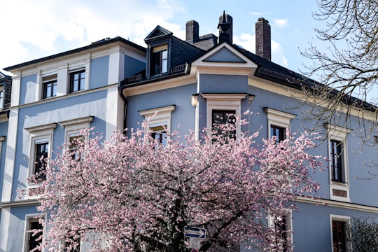 pink cherry blossom tree near beige concrete building during daytime in Regensburg Germany