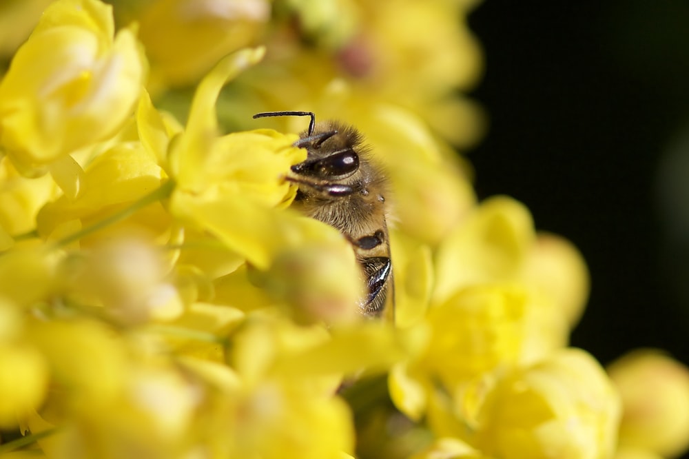 black and yellow bee on yellow flower