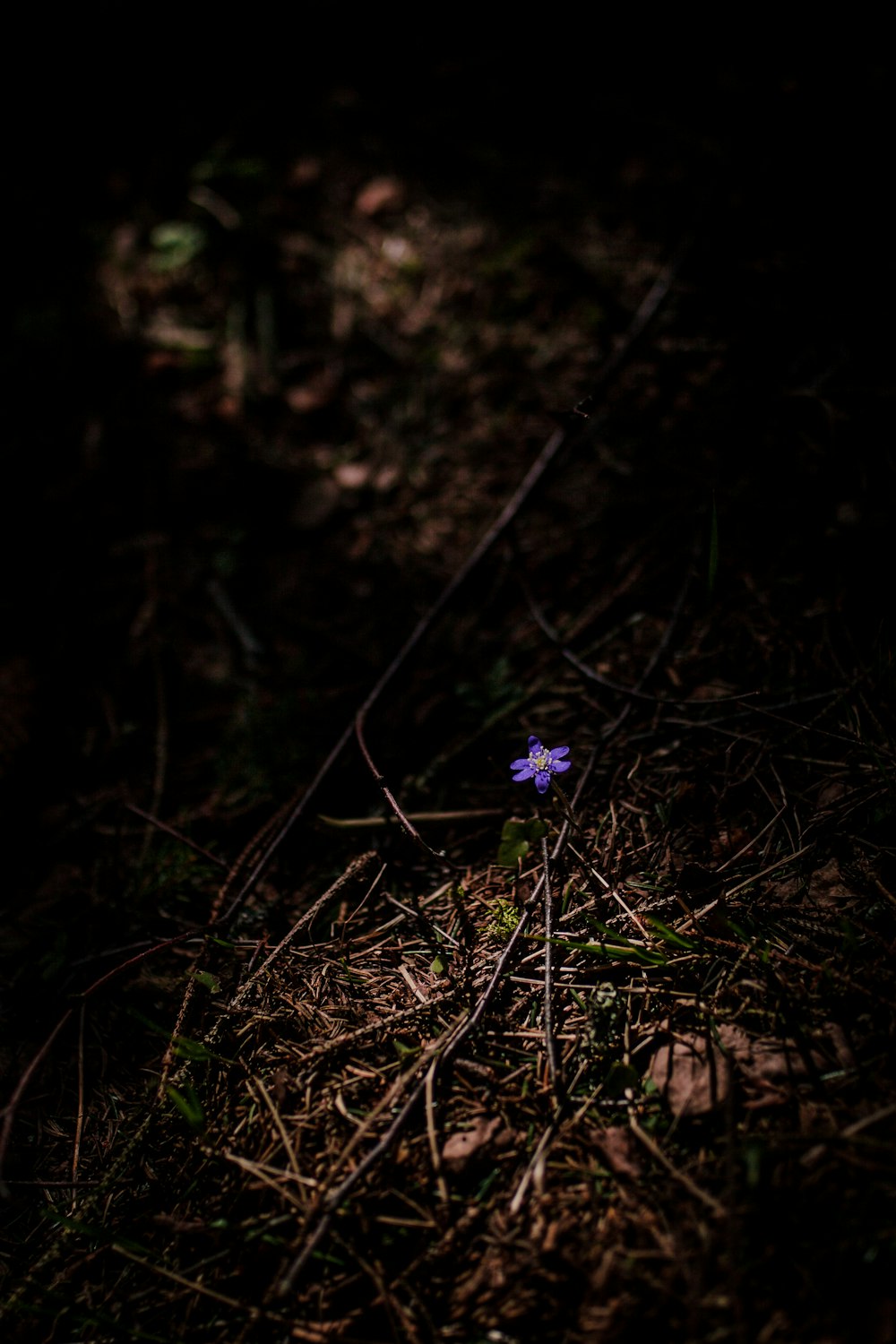 purple flower on green grass