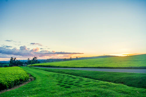 Tea farm, Kenya
