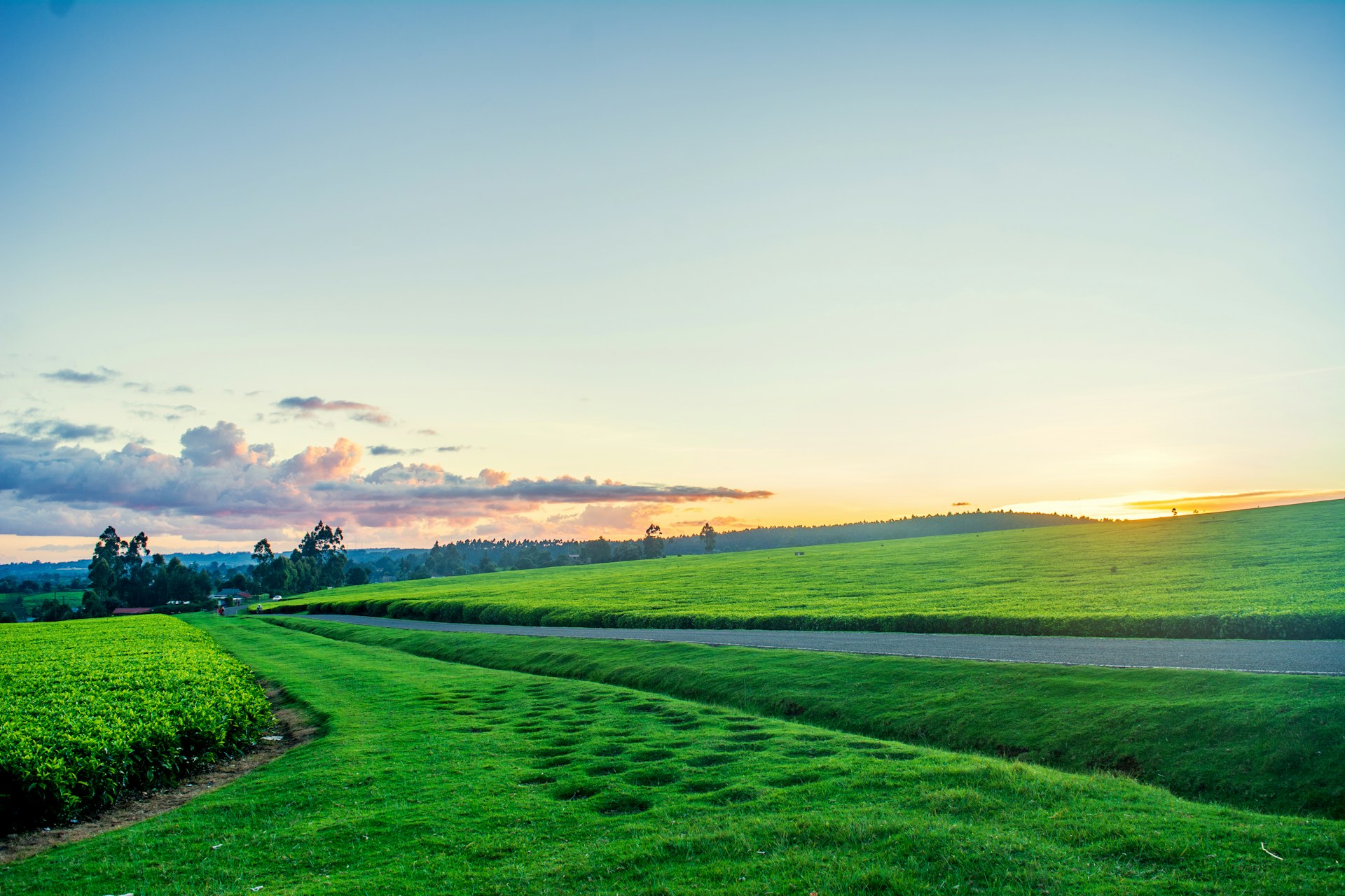 Rolling green tea fields in the Kenyan highlands at sunset