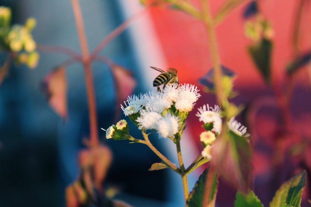 black and yellow bee on white flower