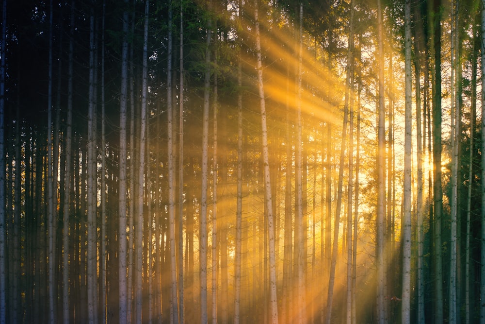 sun rays coming through green trees