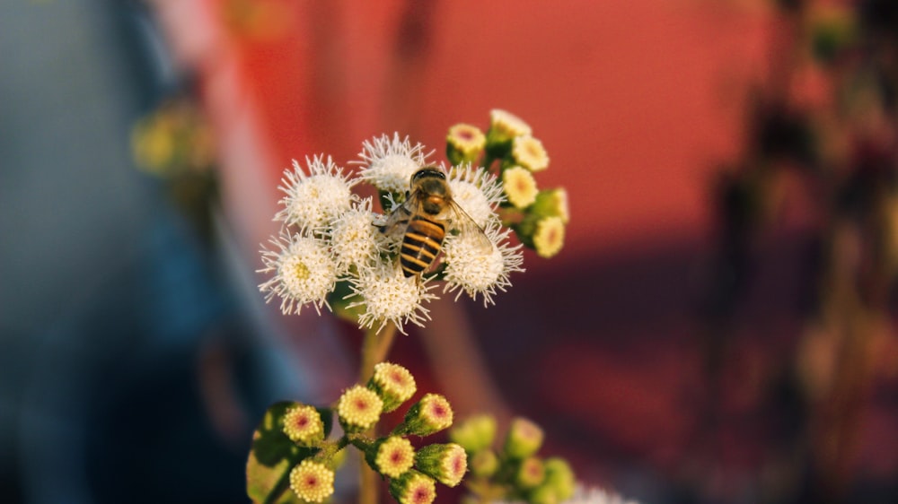 black and brown bee on white flower