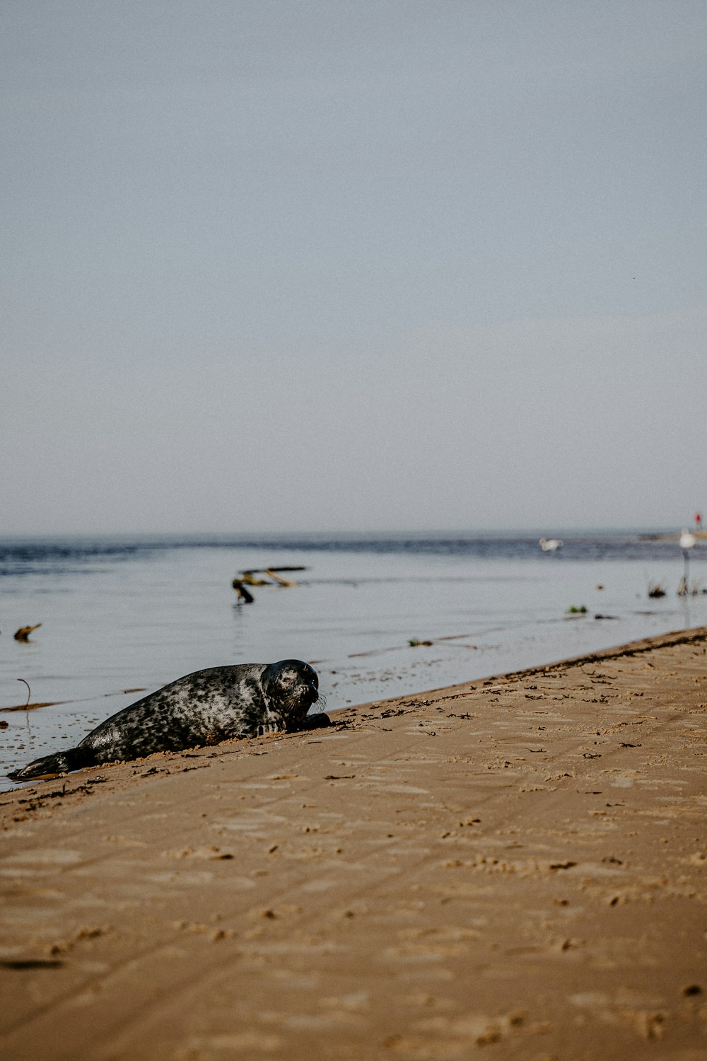 black and white short coated dog on brown sand near body of water during daytime