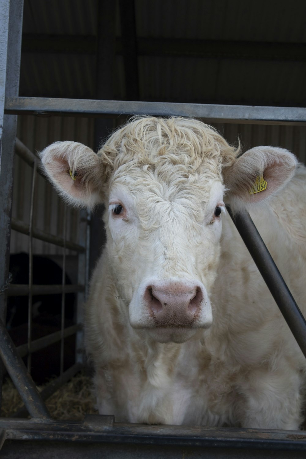 white cow in cage during daytime