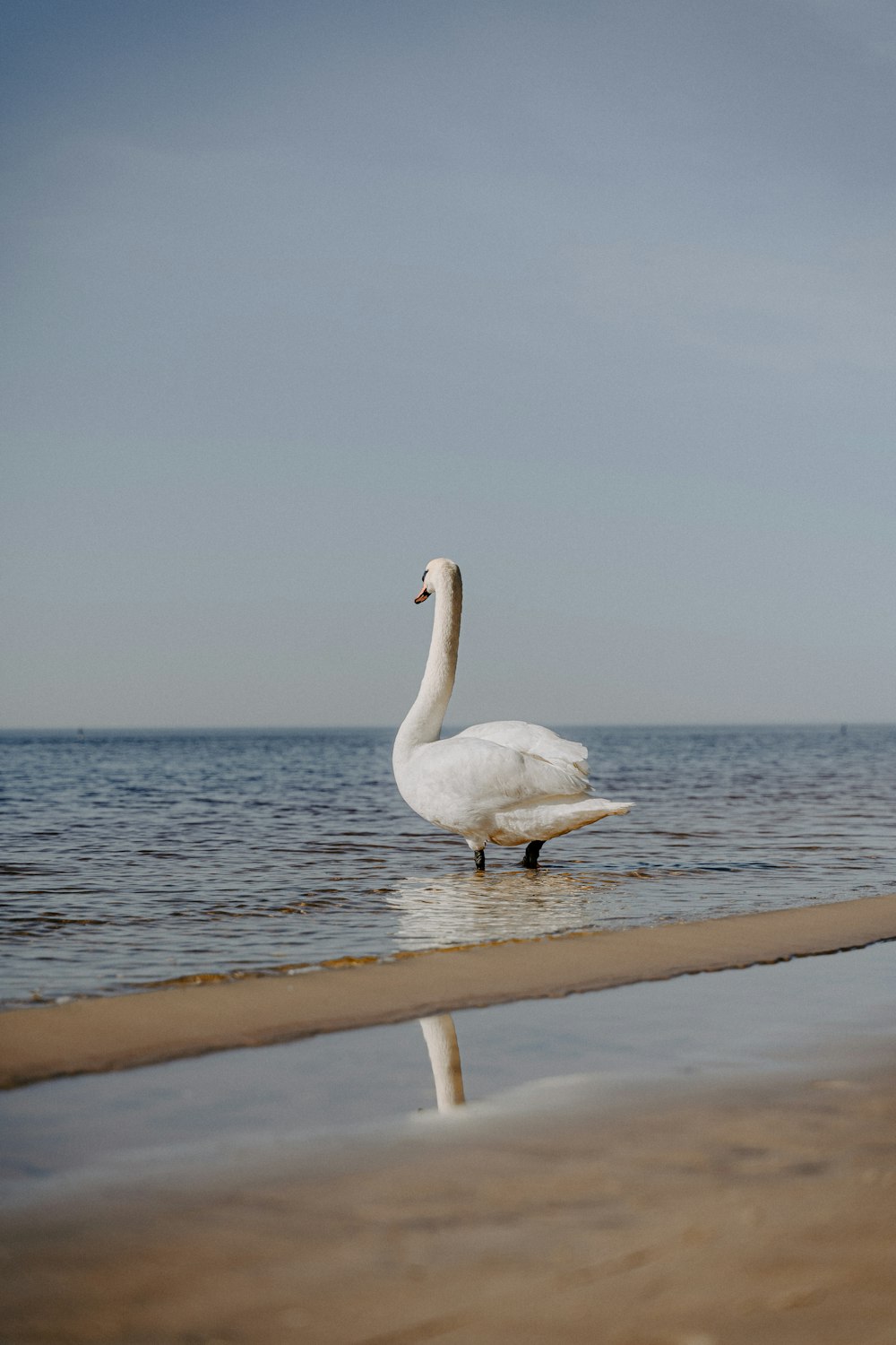 white swan on beach during daytime