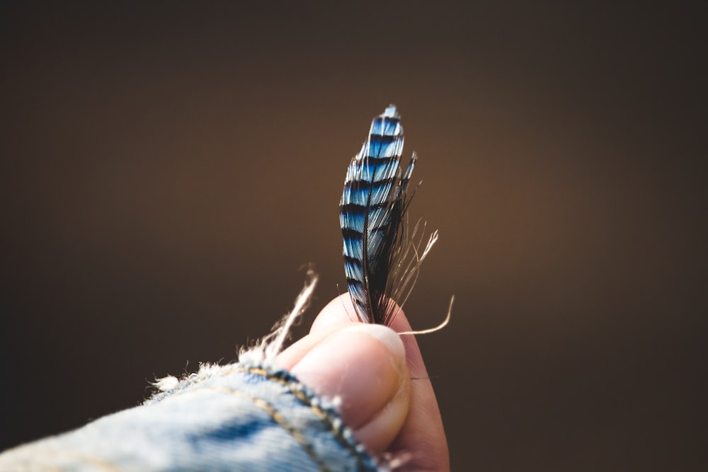 blue and white feather on persons hand